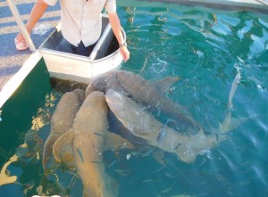 Feeding the Lemon Sharks