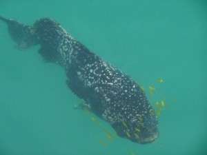 A very big cod...over 2 meters long
