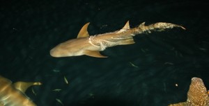 A night time photo of a Lemon Shark