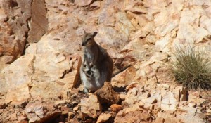 A rock wallaby and baby on one of the islands