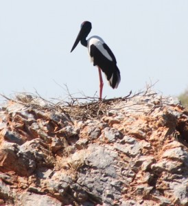 This Jabaru was soooo sad. They mate for life and he returns each year waiting for his mate to arrive but she never comes. He apparently sits there year after year looking out over the lake waiting. 