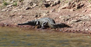 A croc on the bank
