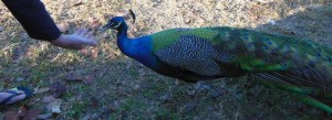 Mal feeding the peacock at our campsite at Mount Bundy Adelaide River