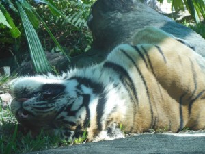 Left click to see his tongue hanging out