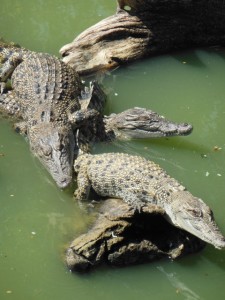 Mount Bundy Adelaide River crocodylus park 023