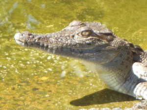 A very cute fresh water crocodile