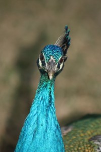 He was very handsome and cheaky