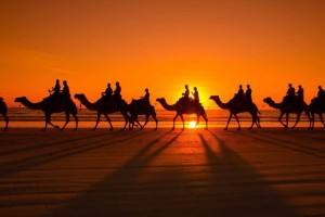 Camels on Cable Beach