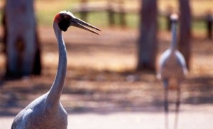Near the creek at Mataranka