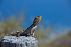 Kalbarri National Park