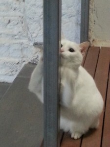 Salem would love the resident cat at Sevenhill Cellars