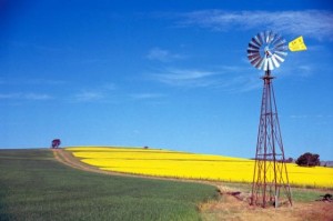 The paddock are so green or yellow with canola flowers