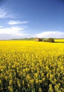 More canola. I love all the old stone ruins around nearly every corner