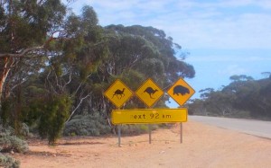 We were always on the lookout for the wildlife... saw plenty