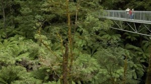 Treetop walk Otway National Park