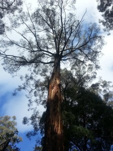 I loved this photo I took up in the Otway National Park