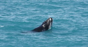 We visited the "Head of the Bight" again and were rewarded with the opportunity of some great shots of whales... if you left click on the photo you can see the young whale's eye
