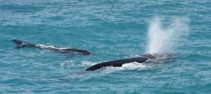 Sorry if I have taken toooo many