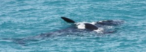 Last photo... if you enlarge the photo you may be able to see the baby whale lying on top of it's mother !!!!