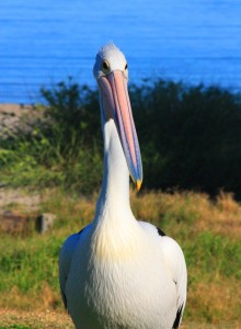 Pelican feeding time