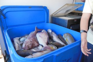 We chose a beutiful snapper from the fisherman on the jetty.... caught last night