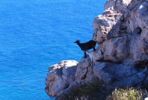 There are goats everywhere south of Carnarvon
