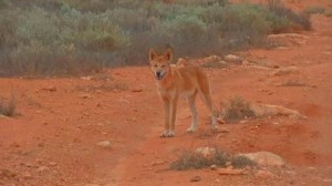 Another dingo