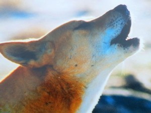 A local dingo