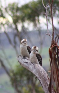 I even believe our resident kookaburras were pleased we were home