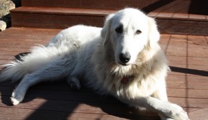 Molly was definitely very pleased to see us home