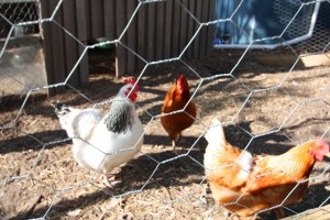 Not only did Wayne look after my garden and our animals soooo well, he even doubled the size of our chook pen. We are expecting baby chicks on the 27th of this month