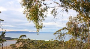 Wayne even managed to cut down and clear at least another 20 to 30 gum trees..... we now have an even bigger view